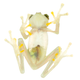 Underside of a female Nymphargus manduriacu